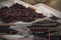 福建漳州泡药杨梅事件5人被刑拘 揭开行业潜规则
