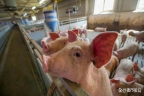 3月29日仔猪价格行情查询 猪价低位运行