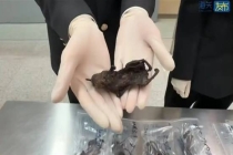 海关查出6只老鼠肉干 旅客：用来吃的 携带违禁品入境被截获