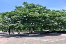 宁波街头大量出现大红姬缘蝽 无毒但引发市民担忧