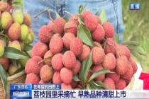 广东荔枝开启“认养”模式 定制服务促增收
